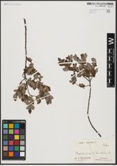 Foto von Salix aurita L.
